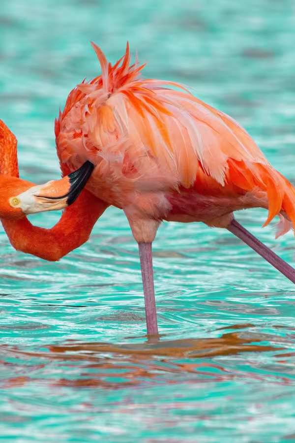 Flamingo i Celestún, Yucatán. Bild: Henric Carlsson