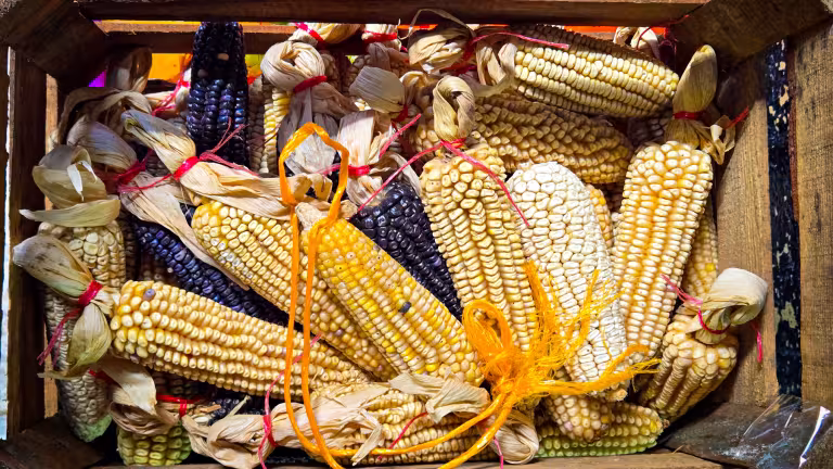 Olika sorters majs