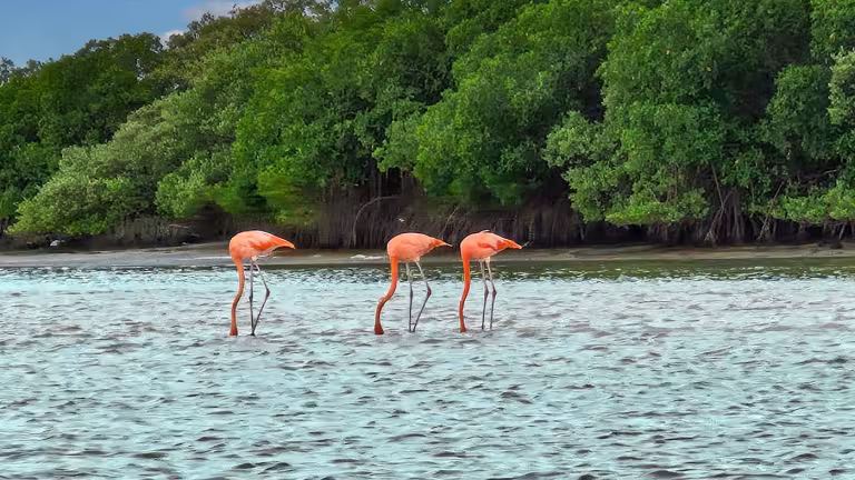 Mangroveskog på Yucatánhalvön med Flamingos