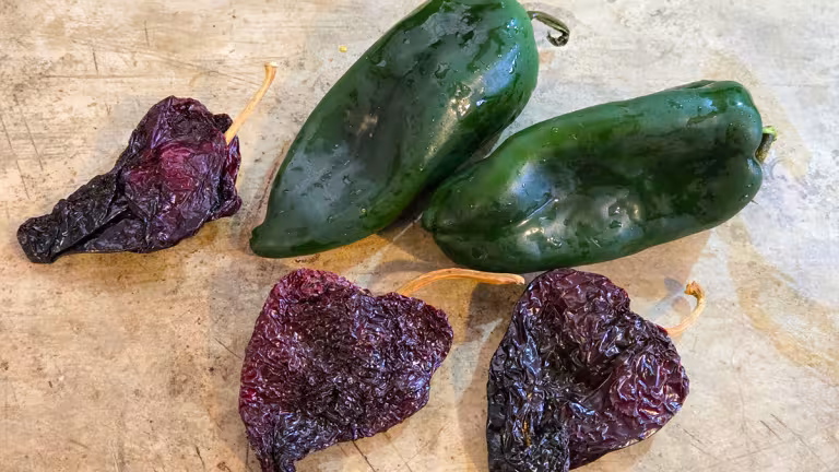 Poblano (färska) och ancho (torkade) sida vid sida.