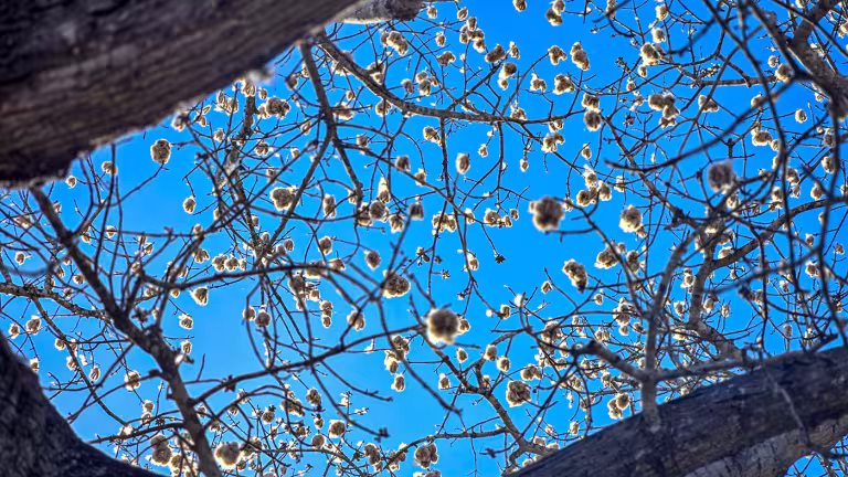 Ceiba-träd som släpper sin bomull. Bild: Henric Carlsson / Mexikanskt.se