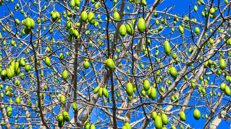 Ceibakapslar på ett träd som snart ska släppa sin bommull.