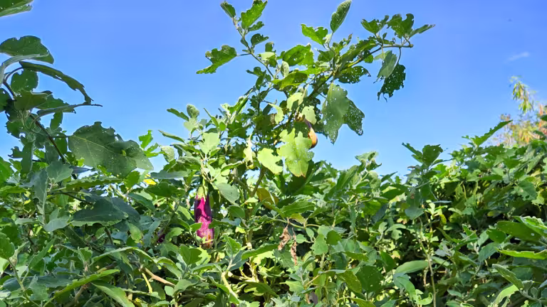 Organisk farm i Yucatán. Bild: Henric Carlsson / Mexikanskt.se