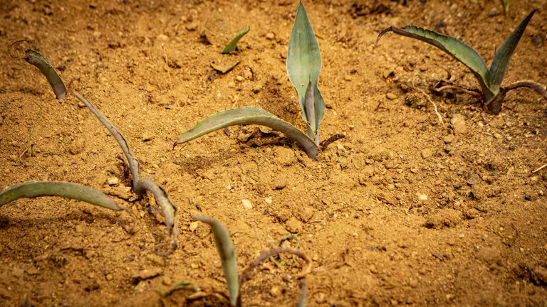 Drivhus med framtagning av agaveplantor för utplantering.