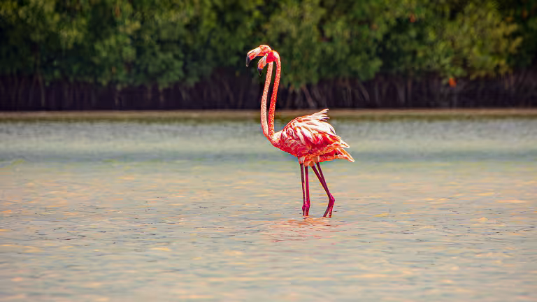 Flamingos på promenad Río Lagartos
