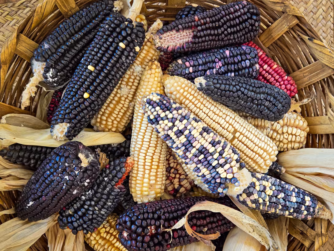 Olika typer av majs